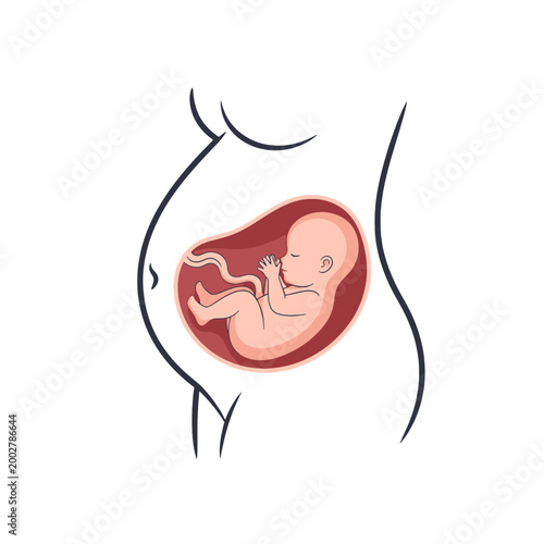 A simple illustration showing a developing fetus inside a pregnant woman belly