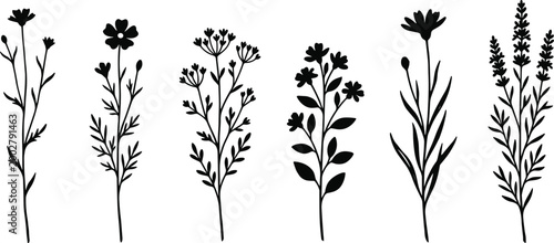 Fényképezés Botanical wildflower silhouette vector set featuring black floral stems and mead