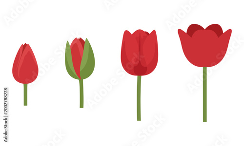 Red tulip flower growth stage sequence on white background