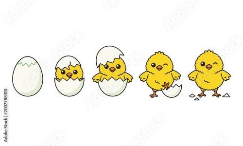 Chick Hatching Life Cycle Stage Vector Illustration