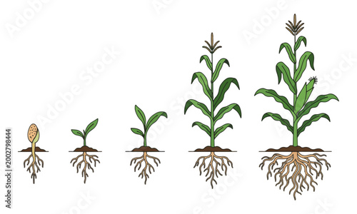 Corn Plant Growth Stage Lifecycle Vector Illustration