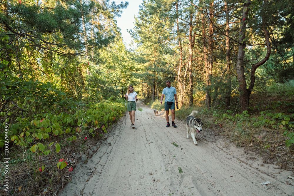 Fototapeta premium Couple Hiking with Dogs in Sunny Pine Forest on Sandy Trail, Nordic Walking Activity in Nature