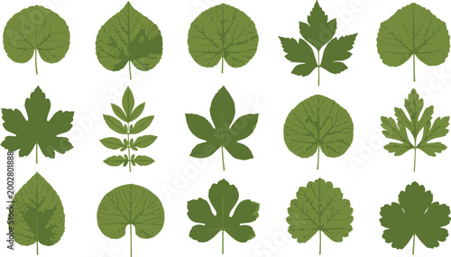Various green leaves on white background leaf shapes botanical