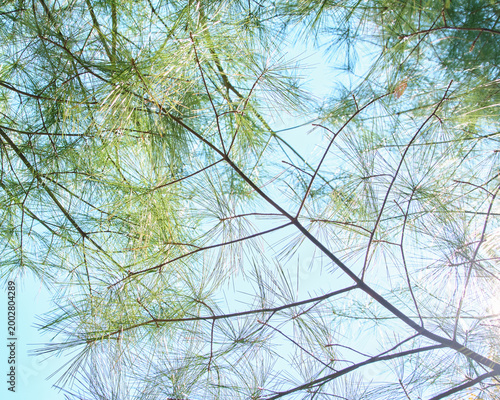 Foto 青空を背景に光を浴びる繊細な松の葉 Delicate pine needles bathed in sunlight against a blue sky