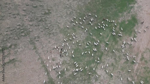 Aerial drone footage of a flock of sheep in the mountains.