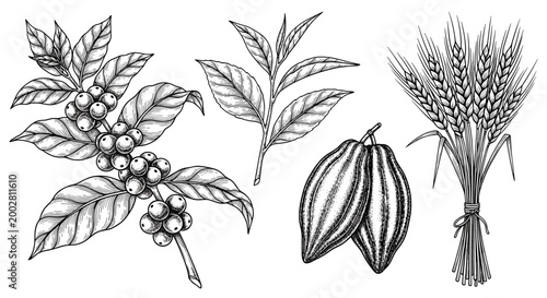 Botanical illustration of coffee beans cacao pod and wheat.