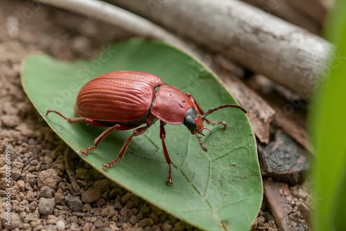 Macro close-up of a red beetle resting on a green leaf over natural soil background, showcasing detailed texture, vibrant color, and shallow depth of field in a natural environment.