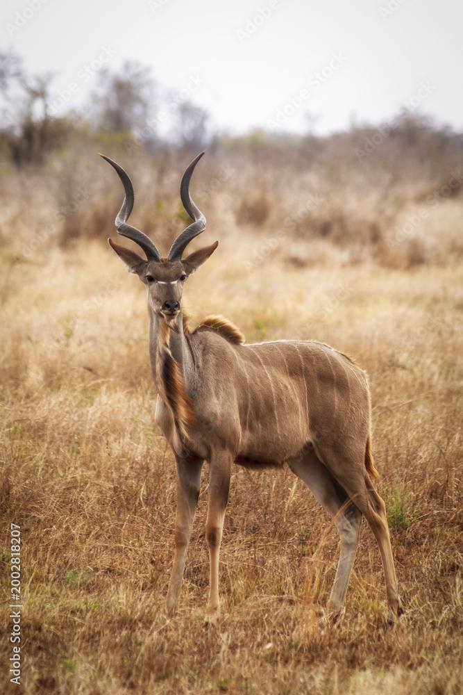 Fototapeta premium Wild greater kudu bull (Tragelaphus strepsiceros) standing alert in a dry African savanna landscape.