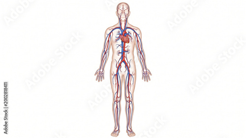 Circulatory System Full Body Illustration