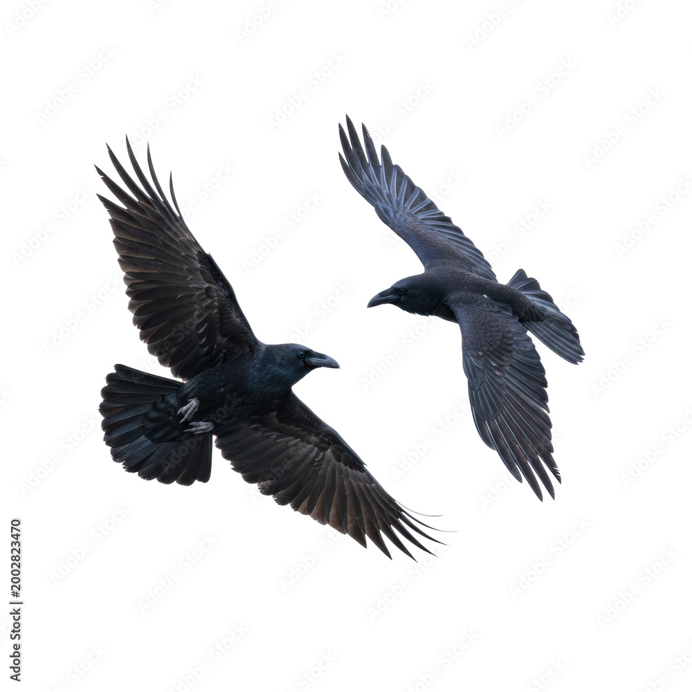Fototapeta premium Two black ravens in mid-flight with expansive wingspans against a transparent background, showcasing iridescent plumage and graceful avian movement, serene atmosphere