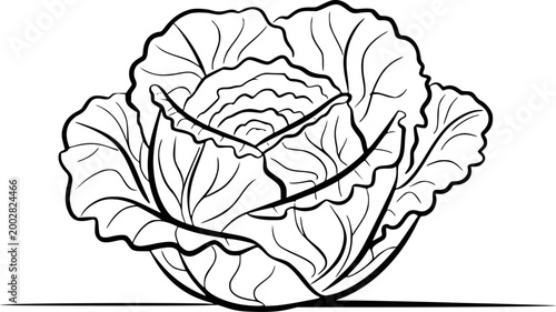 Black and white outline of a fresh cabbage head a white background, vegetable food
