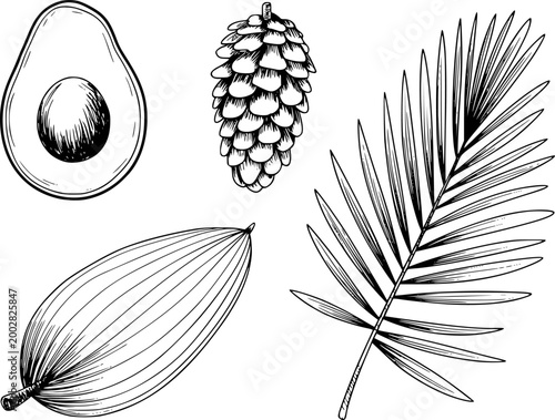 Hand-drawn black and white of avocado, pine cone, and palm fronds