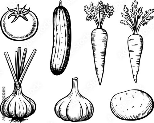 Hand-drawn collection of fresh vegetables: tomato, cucumber, carrots, garlic, onion, potato