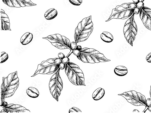 Hand-drawn coffee plant branch with beans and leaves white background, leaf