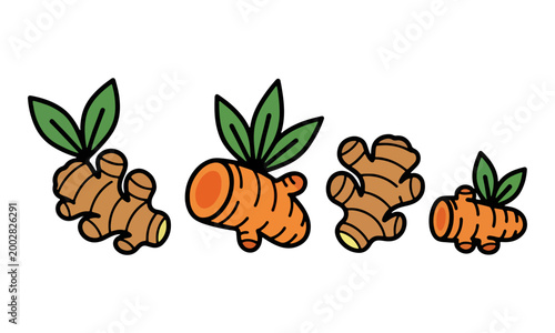 Ginger and Turmeric Root Rhizome Vector Illustration Set