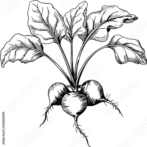 Hand-drawn of fresh beetroots with leafy green tops, isolated white beets vegetable