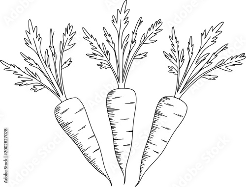 Hand-drawn outline of carrots with green tops white background, vegetable food organic