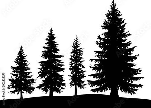 Silhouette of pine trees of varying heights a white background, forest nature