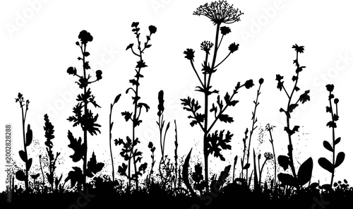 Silhouette of wildflowers and grasses a white background, botanical border plant