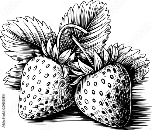 Vintage black and white of strawberries with leaves white background, strawberry fruit