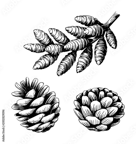 Vintage Botanical of Pine Cones and Pine Needles White Background pinecone nature