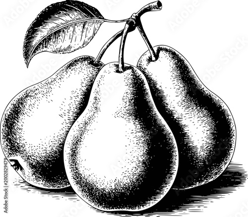 Vintage engraving style of pears a white background, fruit food