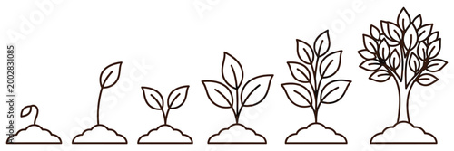 Growth stages of a tree from seed to mature plant line art drawing, illustrating the natural progression of development in five distinct steps, isolated on a white background, representing life cycle.