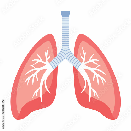 Illustration of Human Lungs and Trachea