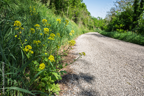 Yellow wild mustard flowers growing along a quiet country road bordered by green vegetation under clear spring sunlight in rural Italy