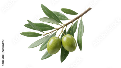 Fresh ripe green olives with organic leaves on a branch isolated on white background represent healthy Mediterranean food and natural oil ingredients