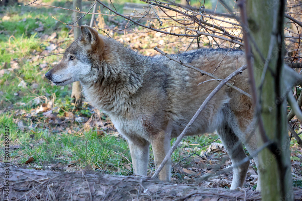 Obraz premium Gray wolf standing in a natural forest setting, surrounded by trees and underbrush, showcasing its thick fur and attentive posture in daylight
