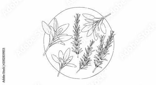 Outline drawing of rosemary and sage sprigs within a circle