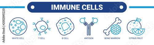 Immune Cells web banner icon vector illustration concept with icons of white cell, T cell, B cell, antigen, bone marrow, and citrus fruit.