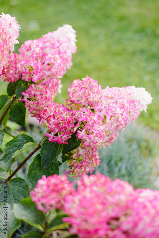 Obraz premium Bright Pink Fraise Melba Hydrangea Panicle In Bloom