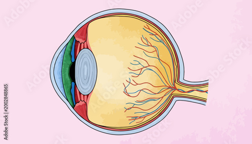 Anatomical illustration of the human eye, showcasing its intricate internal structures and vascular network