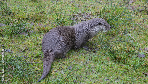 Canvas Print eurasian otter (lutra lutra) standing in wet green grass