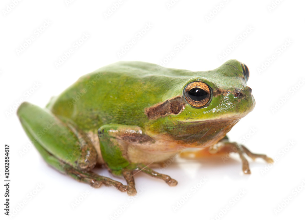 Obraz premium European tree frog
