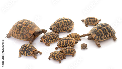Cuadro en lienzo Hermanns Tortoise and baby turtles