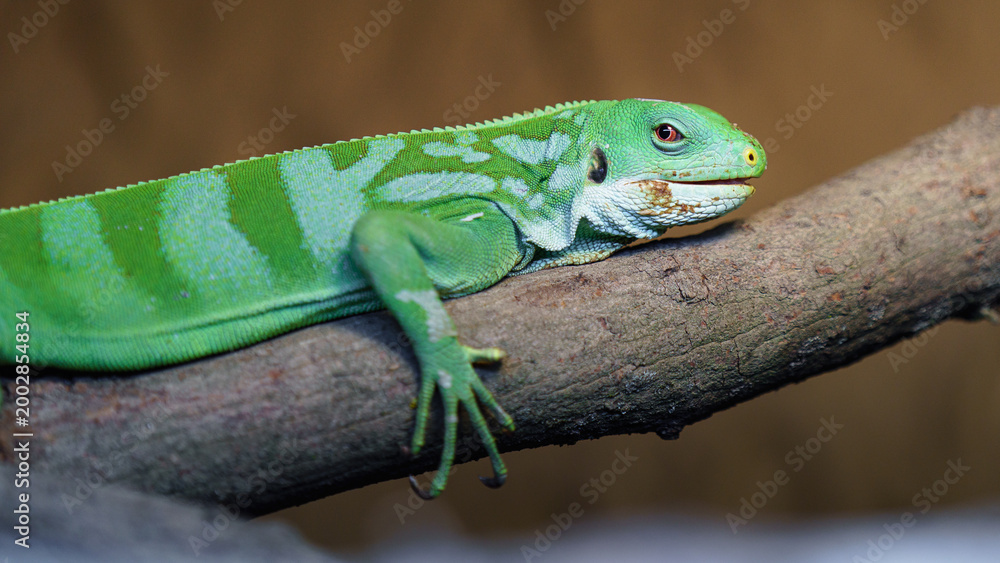 Fototapeta premium Fiji banded iguana