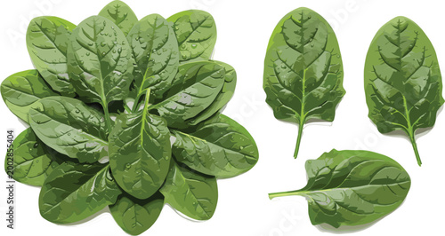Fresh spinach leaves collection realistic green leafy vegetable isolated healthy food ingredient vector illustration