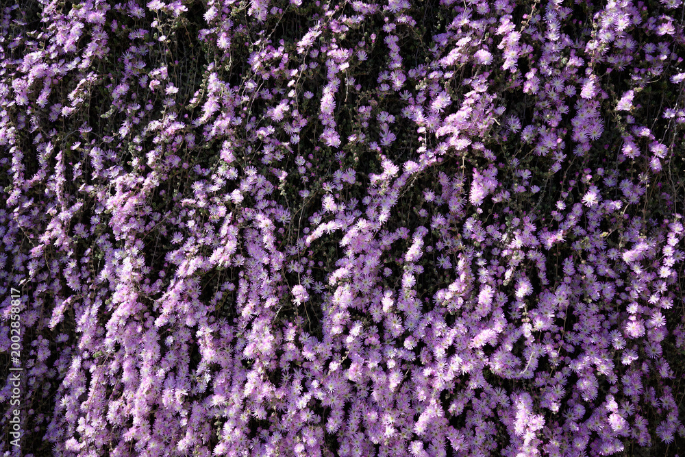 Fototapeta premium background of purple flowers