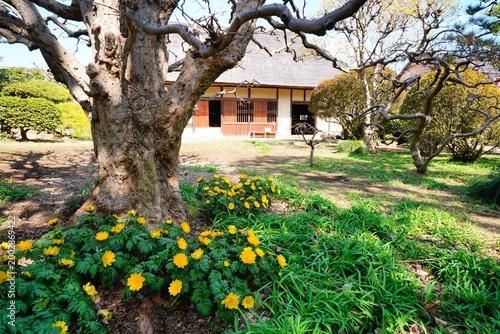 Fotografía 古民家とフクジュソウ