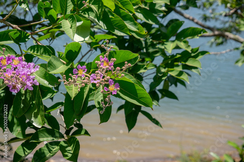 Purple crape myrtle blossoms sway above the calm lakeside water.