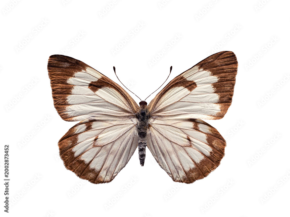 Fototapeta premium butterfly Belenois aurota isolated on white background.