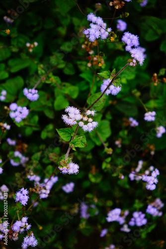 Delicate clusters of purple myrtle flowers bloom vibrantly against a lush green backdrop