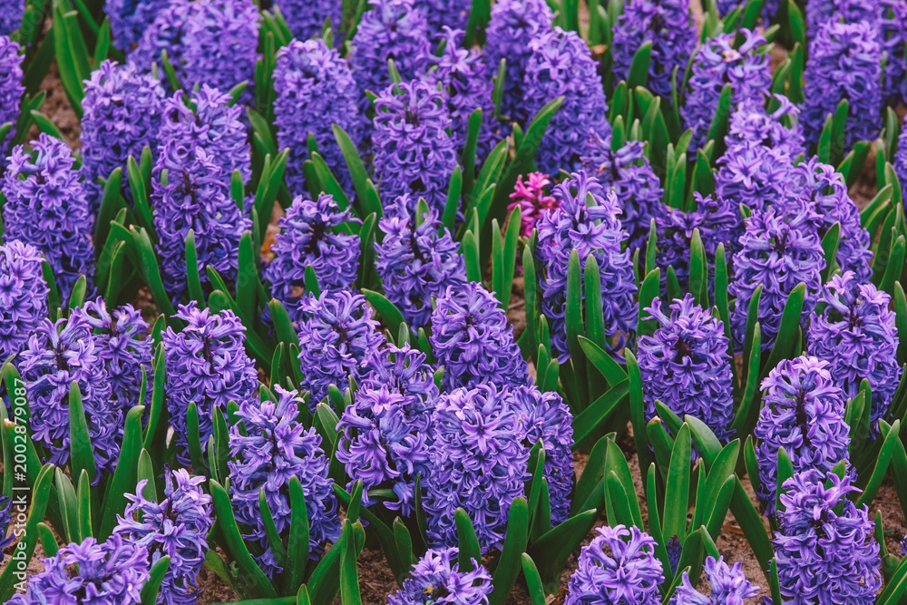 Obraz premium Purple hyacinth flowers growing in a field