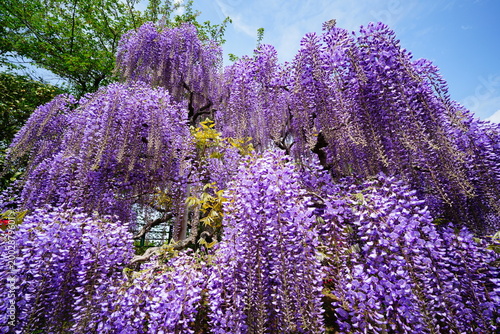 藤の花

