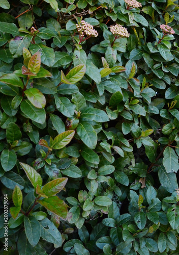 A dense wall of vibrant green leaves with clusters of small pinkish-white flowers peeking through
