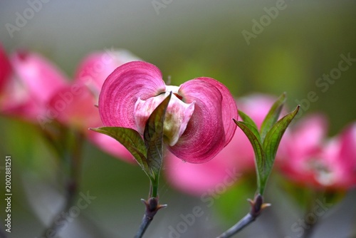 ハナミズキの花