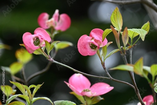 ハナミズキの花